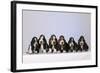 Basset Hound Puppies X6-null-Framed Photographic Print