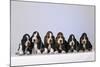 Basset Hound Puppies X6-null-Mounted Photographic Print