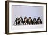 Basset Hound Puppies X6-null-Framed Photographic Print