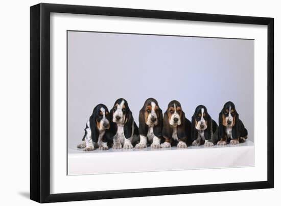 Basset Hound Puppies X6-null-Framed Photographic Print