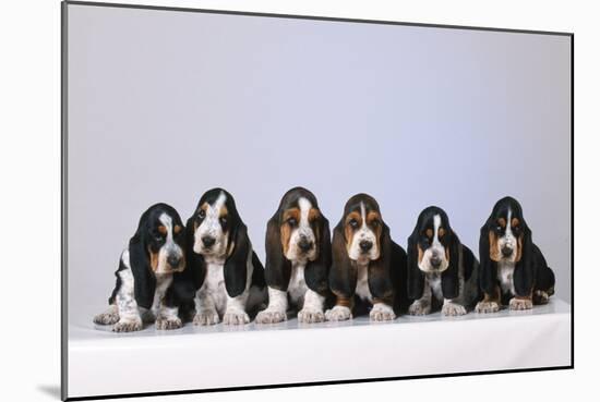 Basset Hound Puppies X6-null-Mounted Photographic Print