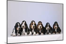 Basset Hound Puppies X6-null-Mounted Photographic Print