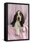 Basset Hound Puppy (10 Weeks) Sitting on Pink Blanket-null-Framed Stretched Canvas