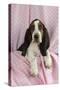 Basset Hound Puppy (10 Weeks) Sitting on Pink Blanket-null-Stretched Canvas