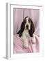 Basset Hound Puppy (10 Weeks) Sitting on Pink Blanket-null-Framed Photographic Print