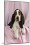 Basset Hound Puppy (10 Weeks) Sitting on Pink Blanket-null-Mounted Photographic Print