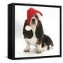 Basset Hound Puppy, Betty, 9 Weeks, Sitting, Wearing a Father Christmas Hat-Mark Taylor-Framed Stretched Canvas