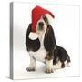 Basset Hound Puppy, Betty, 9 Weeks, Sitting, Wearing a Father Christmas Hat-Mark Taylor-Stretched Canvas