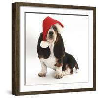 Basset Hound Puppy, Betty, 9 Weeks, Sitting, Wearing a Father Christmas Hat-Mark Taylor-Framed Photographic Print