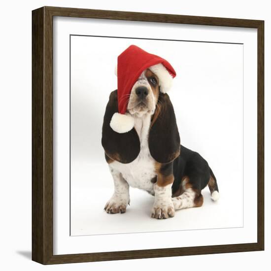 Basset Hound Puppy, Betty, 9 Weeks, Sitting, Wearing a Father Christmas Hat-Mark Taylor-Framed Photographic Print