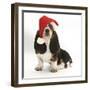 Basset Hound Puppy, Betty, 9 Weeks, Sitting, Wearing a Father Christmas Hat-Mark Taylor-Framed Photographic Print