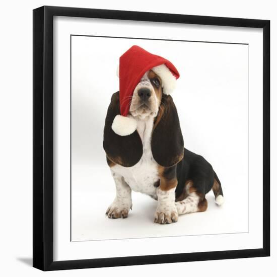 Basset Hound Puppy, Betty, 9 Weeks, Sitting, Wearing a Father Christmas Hat-Mark Taylor-Framed Photographic Print