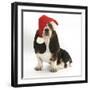 Basset Hound Puppy, Betty, 9 Weeks, Sitting, Wearing a Father Christmas Hat-Mark Taylor-Framed Photographic Print