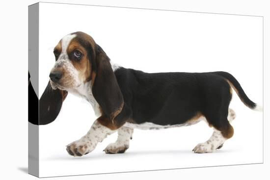 Basset Hound Puppy, Betty, 9 Weeks, Walking Across-Mark Taylor-Stretched Canvas