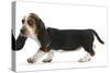 Basset Hound Puppy, Betty, 9 Weeks, Walking Across-Mark Taylor-Stretched Canvas