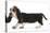 Basset Hound Puppy, Betty, 9 Weeks, Walking Across-Mark Taylor-Stretched Canvas