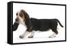 Basset Hound Puppy, Betty, 9 Weeks, Walking Across-Mark Taylor-Framed Stretched Canvas