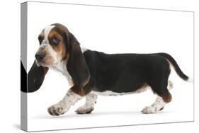 Basset Hound Puppy, Betty, 9 Weeks, Walking Across-Mark Taylor-Stretched Canvas