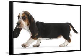Basset Hound Puppy, Betty, 9 Weeks, Walking Across-Mark Taylor-Framed Stretched Canvas