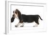 Basset Hound Puppy, Betty, 9 Weeks, Walking Across-Mark Taylor-Framed Photographic Print