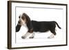 Basset Hound Puppy, Betty, 9 Weeks, Walking Across-Mark Taylor-Framed Photographic Print