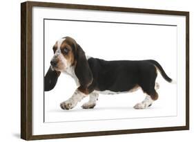 Basset Hound Puppy, Betty, 9 Weeks, Walking Across-Mark Taylor-Framed Photographic Print