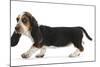 Basset Hound Puppy, Betty, 9 Weeks, Walking Across-Mark Taylor-Mounted Photographic Print
