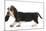 Basset Hound Puppy, Betty, 9 Weeks, Walking Across-Mark Taylor-Mounted Photographic Print