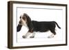 Basset Hound Puppy, Betty, 9 Weeks, Walking Across-Mark Taylor-Framed Photographic Print