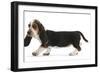 Basset Hound Puppy, Betty, 9 Weeks, Walking Across-Mark Taylor-Framed Photographic Print