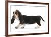 Basset Hound Puppy, Betty, 9 Weeks, Walking Across-Mark Taylor-Framed Photographic Print