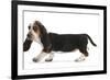 Basset Hound Puppy, Betty, 9 Weeks, Walking Across-Mark Taylor-Framed Photographic Print