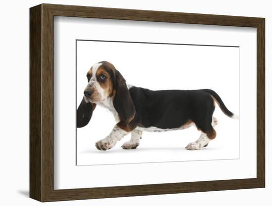 Basset Hound Puppy, Betty, 9 Weeks, Walking Across-Mark Taylor-Framed Photographic Print