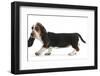 Basset Hound Puppy, Betty, 9 Weeks, Walking Across-Mark Taylor-Framed Photographic Print