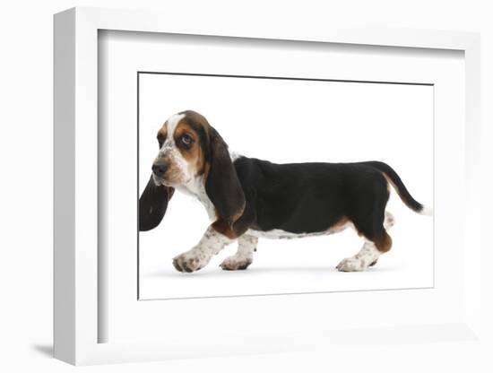 Basset Hound Puppy, Betty, 9 Weeks, Walking Across-Mark Taylor-Framed Photographic Print