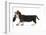 Basset Hound Puppy, Betty, 9 Weeks, Walking Across-Mark Taylor-Framed Photographic Print