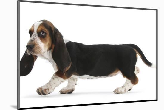 Basset Hound Puppy, Betty, 9 Weeks, Walking Across-Mark Taylor-Mounted Photographic Print