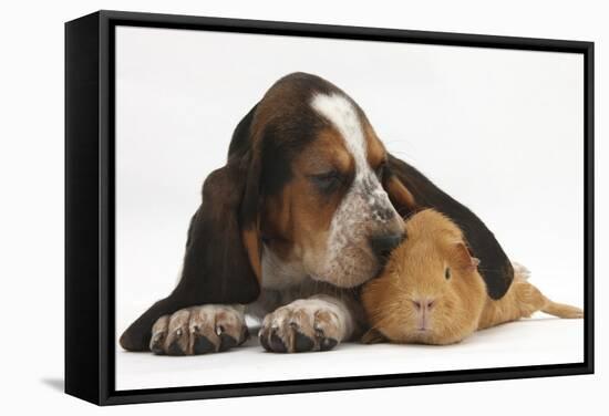 Basset Hound Puppy, Betty, 9 Weeks, with Ear over a Red Guinea Pig-Mark Taylor-Framed Stretched Canvas