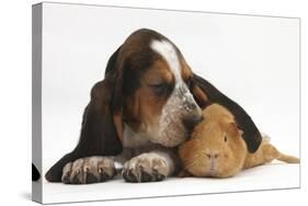 Basset Hound Puppy, Betty, 9 Weeks, with Ear over a Red Guinea Pig-Mark Taylor-Stretched Canvas