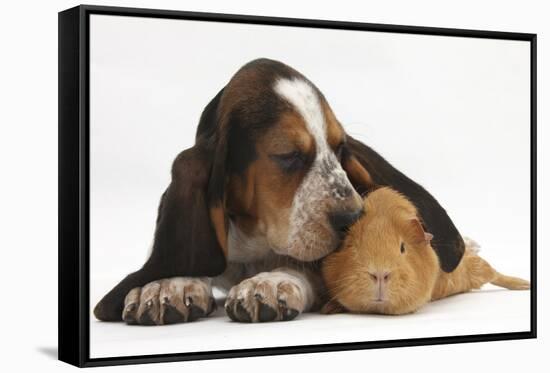 Basset Hound Puppy, Betty, 9 Weeks, with Ear over a Red Guinea Pig-Mark Taylor-Framed Stretched Canvas
