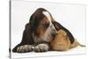 Basset Hound Puppy, Betty, 9 Weeks, with Ear over a Red Guinea Pig-Mark Taylor-Stretched Canvas