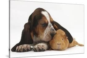 Basset Hound Puppy, Betty, 9 Weeks, with Ear over a Red Guinea Pig-Mark Taylor-Stretched Canvas