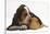 Basset Hound Puppy, Betty, 9 Weeks, with Ear over a Red Guinea Pig-Mark Taylor-Stretched Canvas