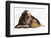 Basset Hound Puppy, Betty, 9 Weeks, with Ear over a Red Guinea Pig-Mark Taylor-Framed Premium Photographic Print