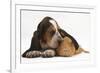 Basset Hound Puppy, Betty, 9 Weeks, with Ear over a Red Guinea Pig-Mark Taylor-Framed Photographic Print