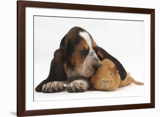 Basset Hound Puppy, Betty, 9 Weeks, with Ear over a Red Guinea Pig-Mark Taylor-Framed Photographic Print