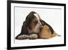 Basset Hound Puppy, Betty, 9 Weeks, with Ear over a Red Guinea Pig-Mark Taylor-Framed Photographic Print