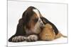 Basset Hound Puppy, Betty, 9 Weeks, with Ear over a Red Guinea Pig-Mark Taylor-Mounted Photographic Print
