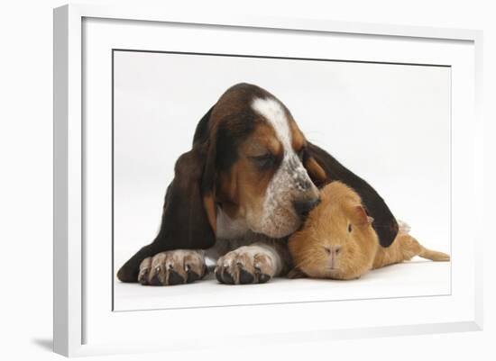 Basset Hound Puppy, Betty, 9 Weeks, with Ear over a Red Guinea Pig-Mark Taylor-Framed Photographic Print