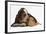 Basset Hound Puppy, Betty, 9 Weeks, with Ear over a Red Guinea Pig-Mark Taylor-Framed Photographic Print